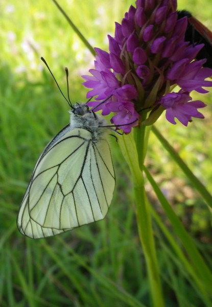 Due farfalled e un fiore